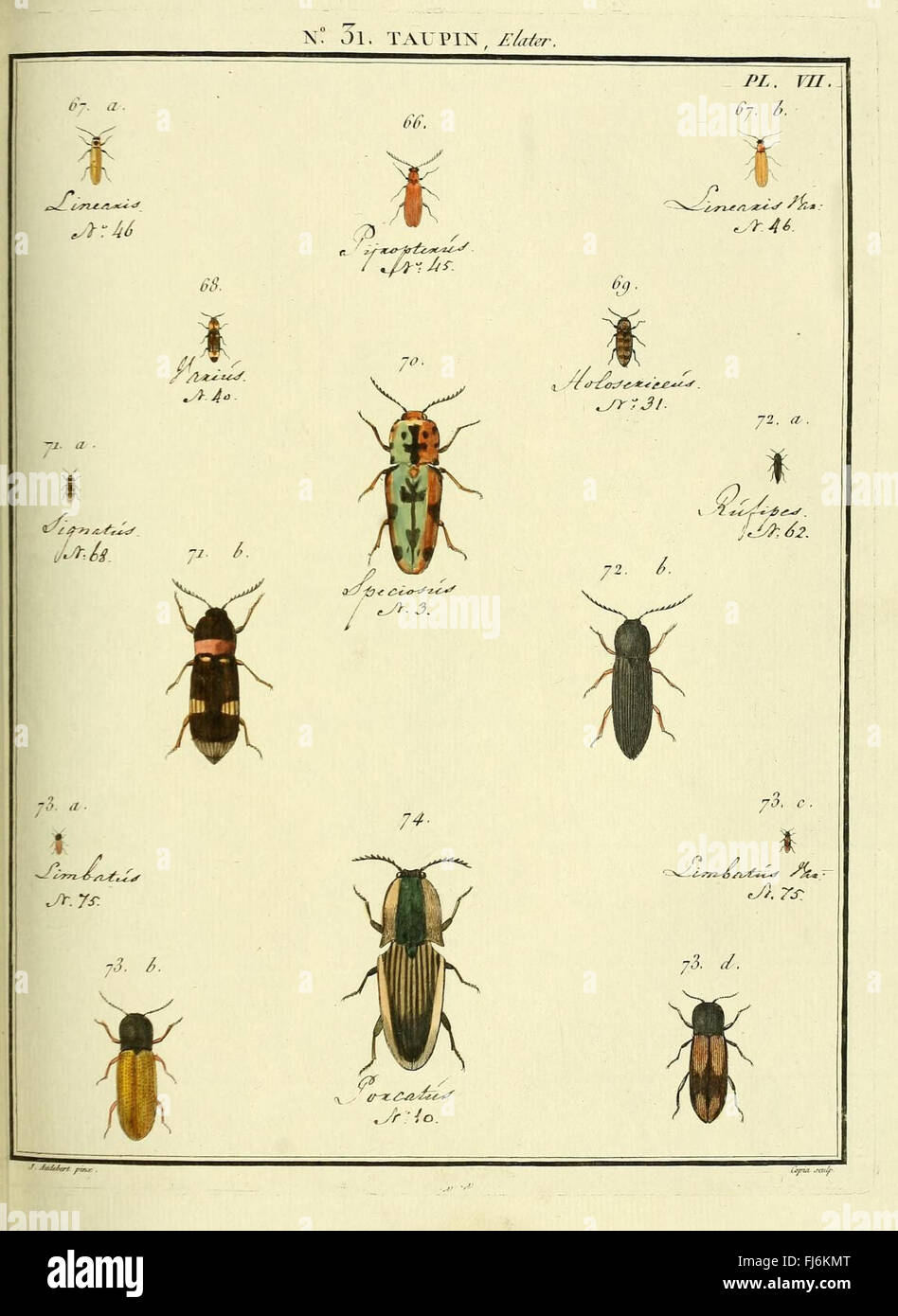 Entomologie, ou, Histoire naturelle des insectes (No. Taupin 31 Pl. VII) Banque D'Images
