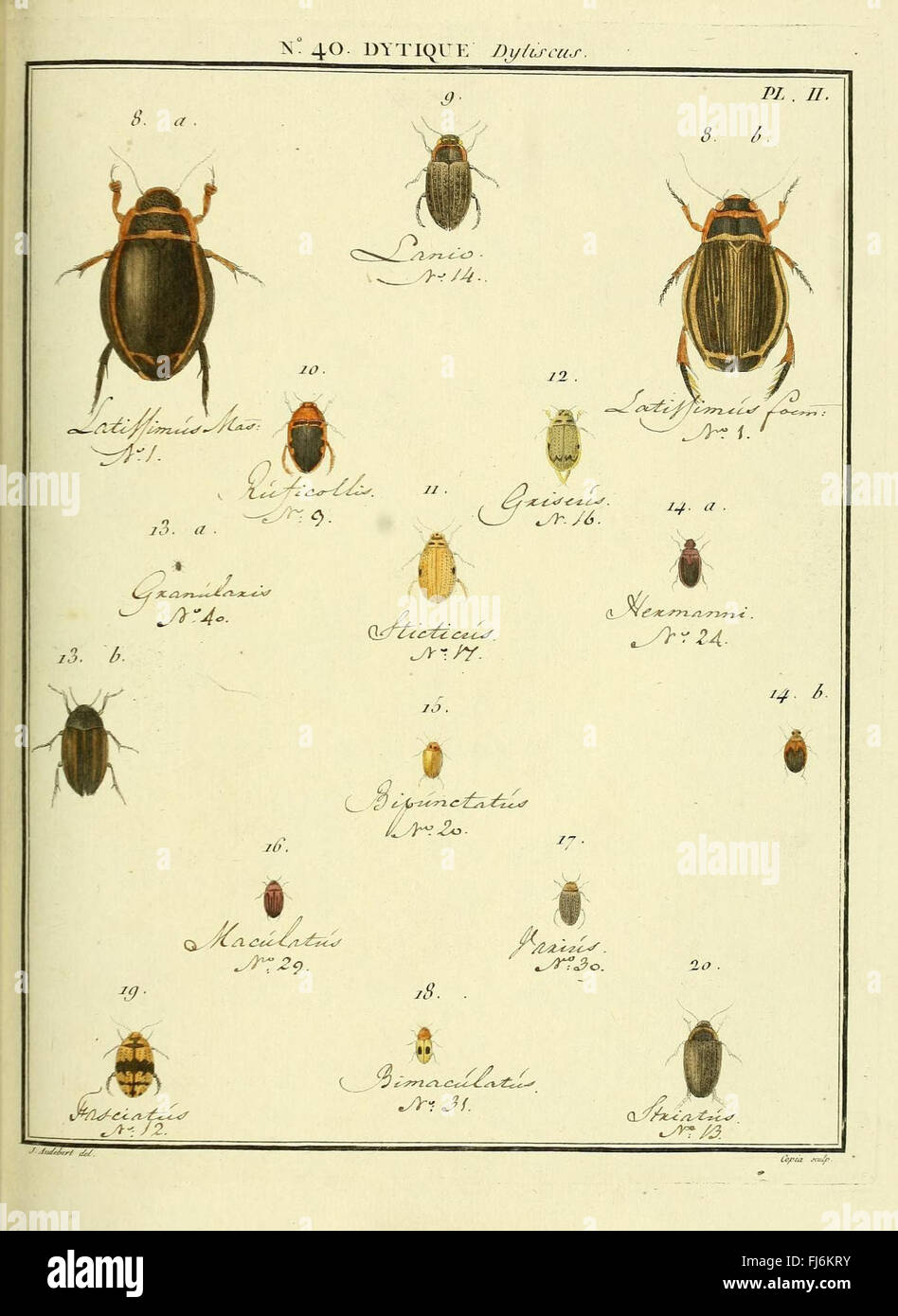 Entomologie, ou, Histoire naturelle des insectes (No. 40 Dytique Pl. II) Banque D'Images