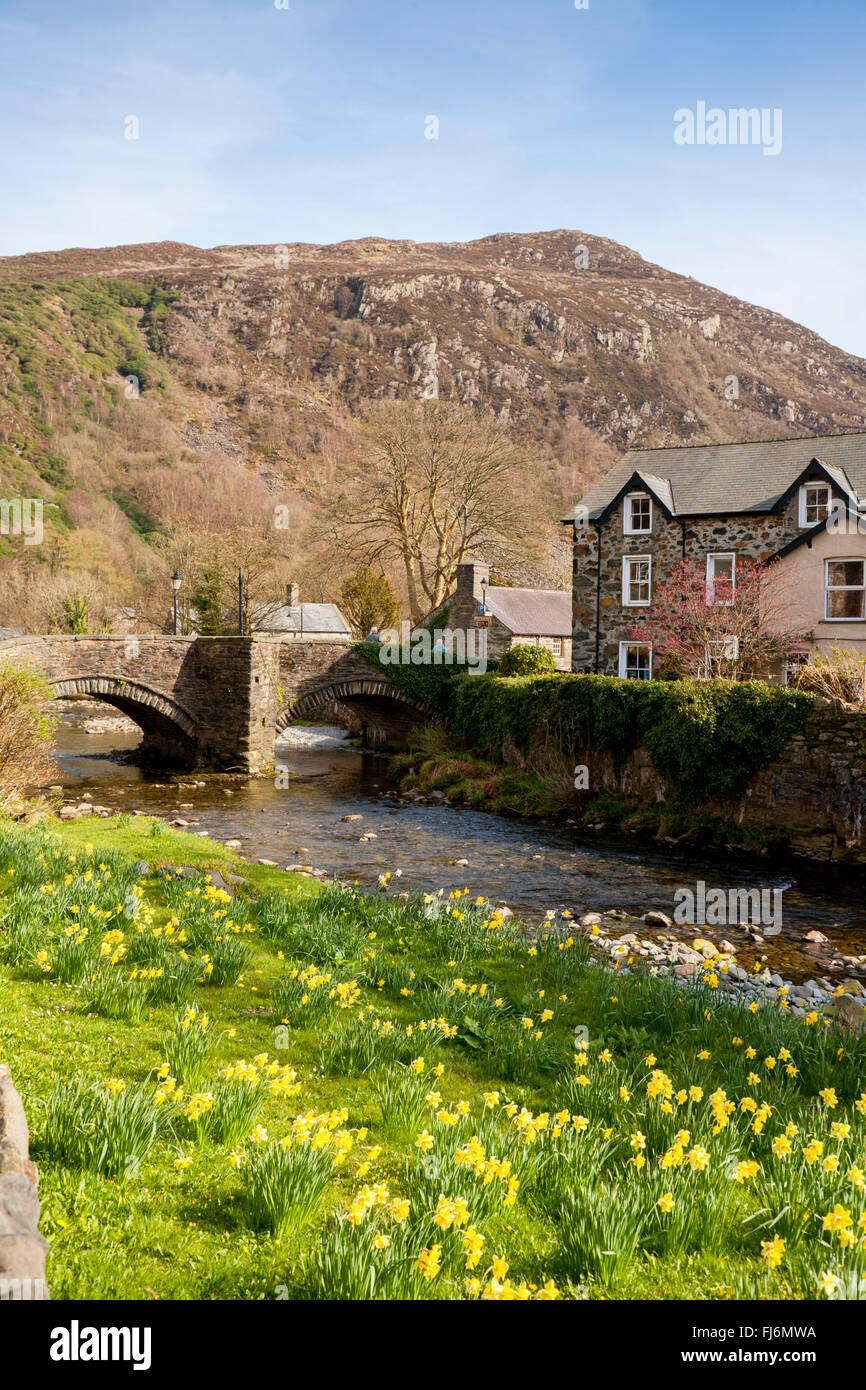 Au printemps de Beddgelert jonquilles par la rivière avec le pont en arrière-plan du Parc National de Snowdonia Gwynedd North Wales UK Banque D'Images