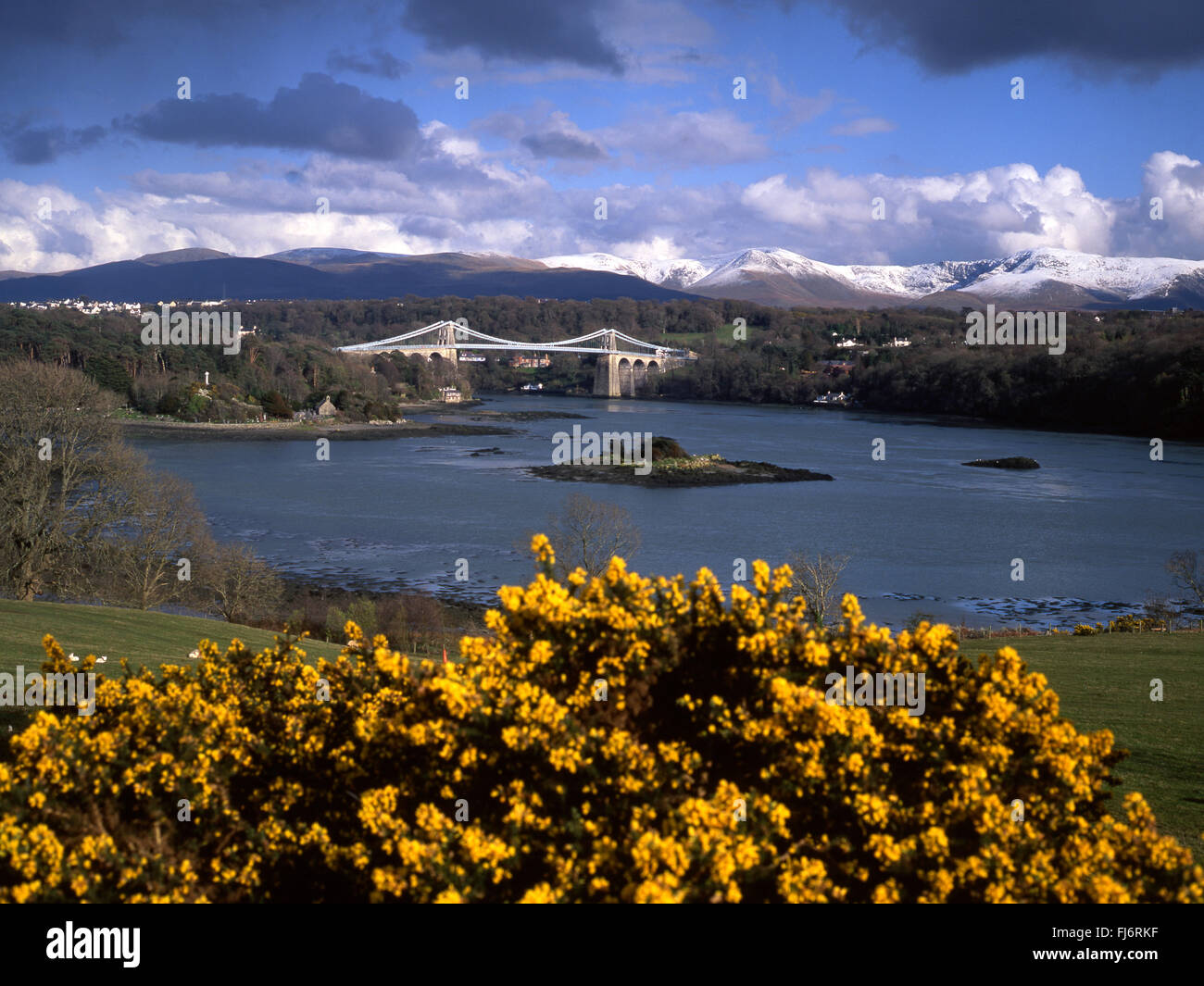 De Thomas Telford, pont suspendu de Menai à travers le détroit de Menai au printemps avec l'ajonc jaune en premier plan et la neige sur le Snowdonia Banque D'Images