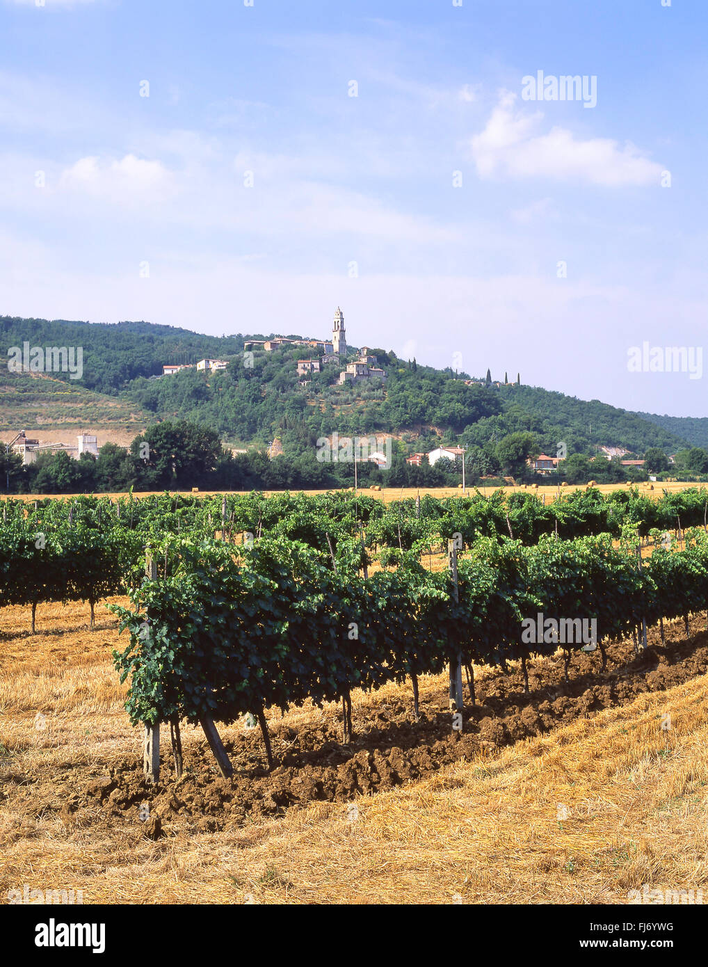 Vue sur petit vignoble près d'Assise, Pérouse, Ombrie Province Région, Italie Banque D'Images