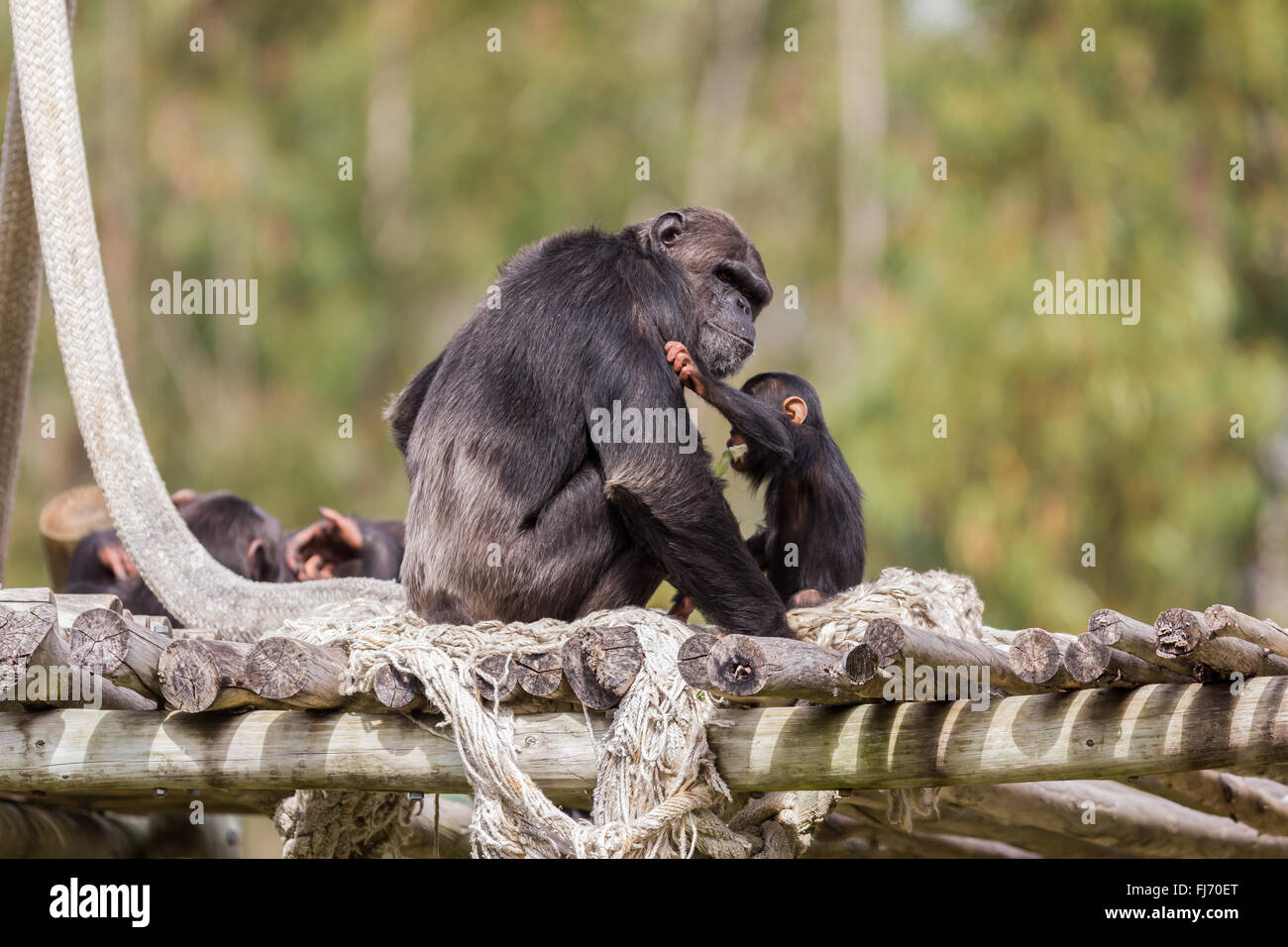 Chimpazee timide et bay dans le safari park Banque D'Images