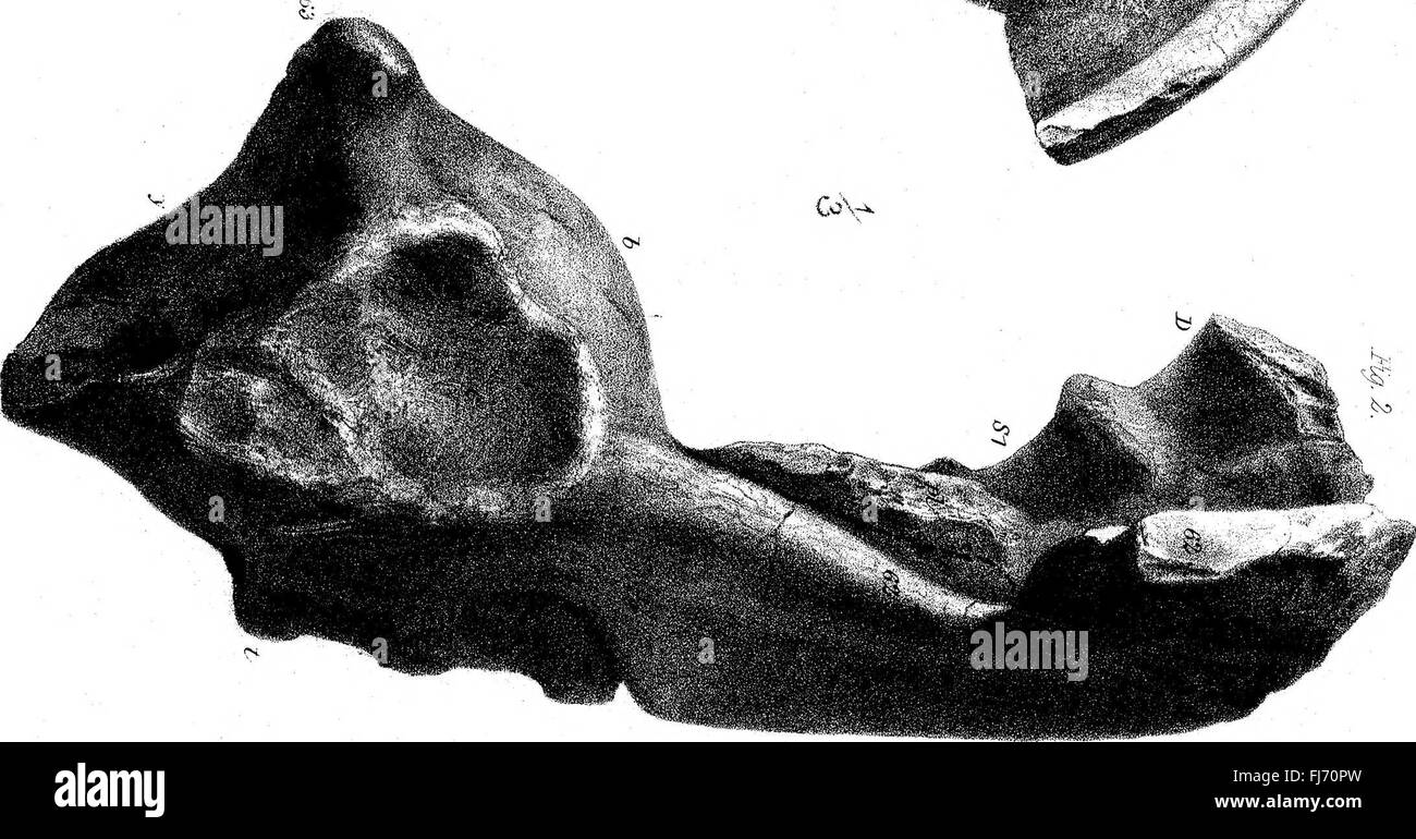 I. Sur l'Dicymodont Reptilia, avec une description de certains combustibles demeure porté par H. R. H. Prince Alfred en provenance d'Afrique du Sud, Novembre 1860. II. Sur le bassin de l'Dicynodon. III. Avis d'un crâne Banque D'Images