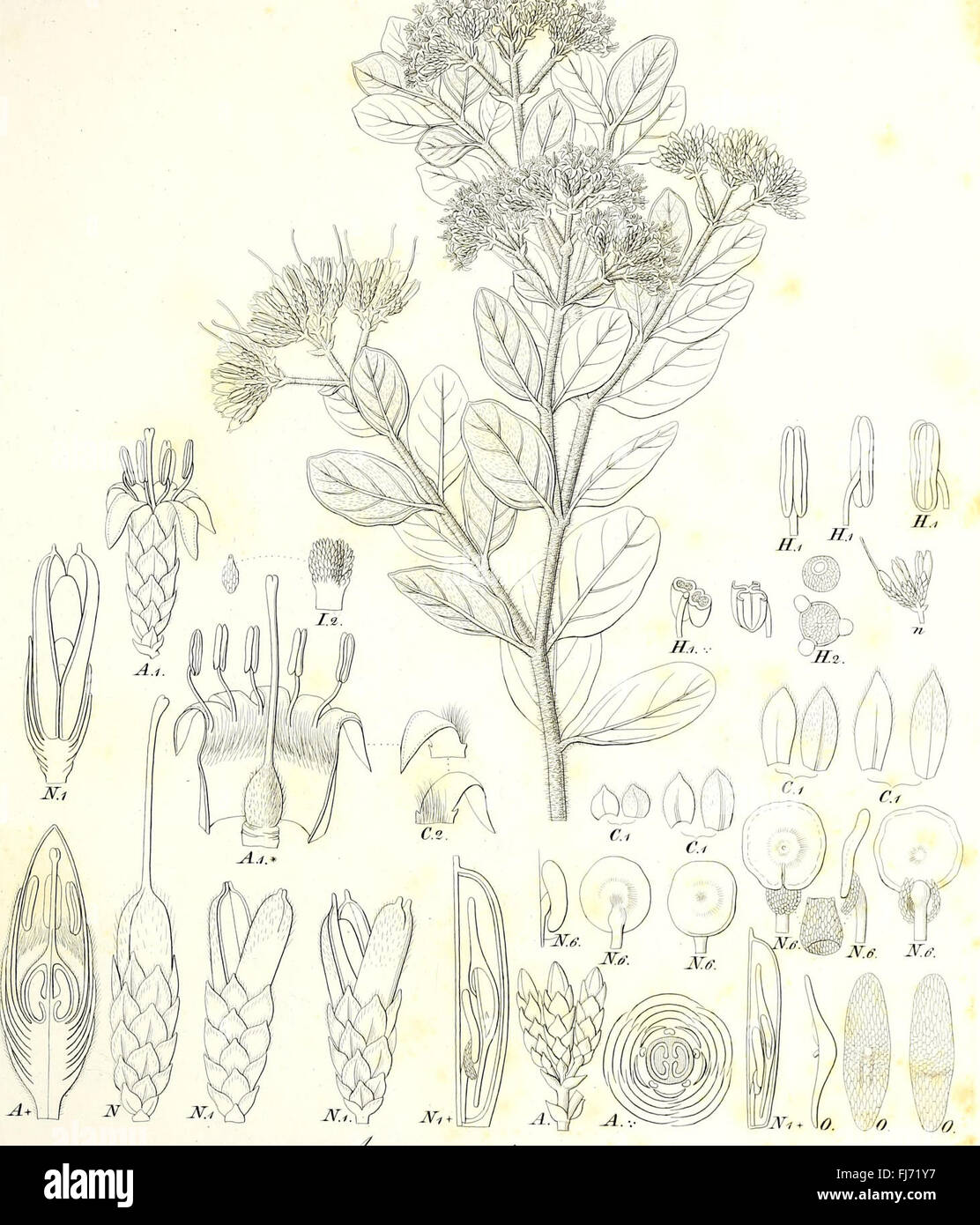 Iconographia Generum Plantarum (1838) - Un travail botanique présentant ...