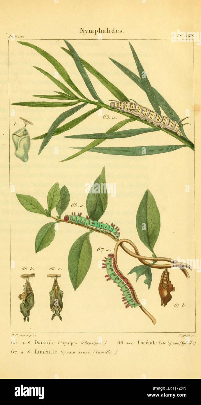 Une illustration tirée de l'iconographie et histoire naturelle des chenilles, centrée sur le cycle vital et l'histoire naturelle des chenilles en France, en particulier des espèces de lépidoptères. Banque D'Images