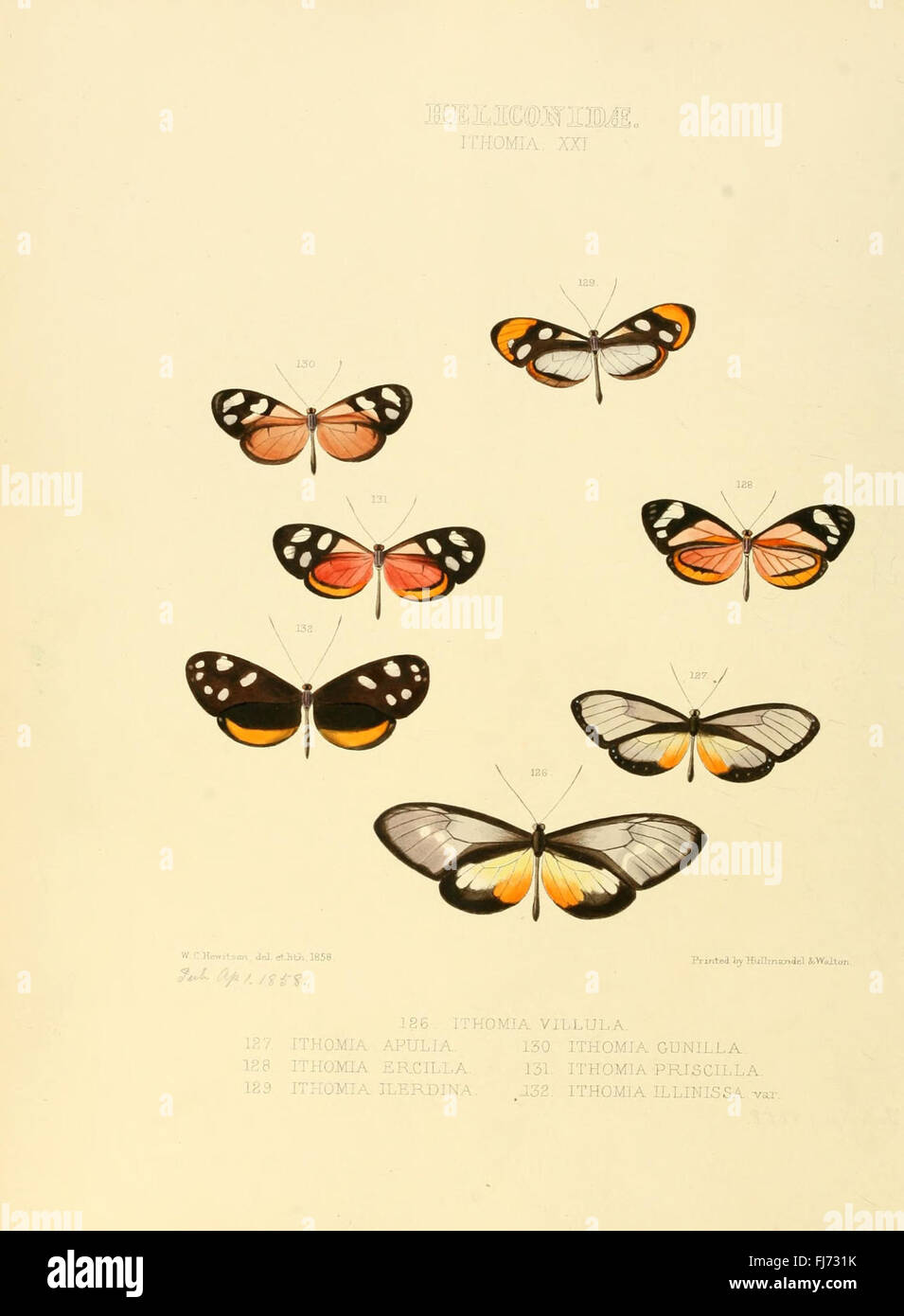 Des illustrations de nouvelles espèces de papillons exotiques (Heliconidae- Ithomia XXI) Banque D'Images