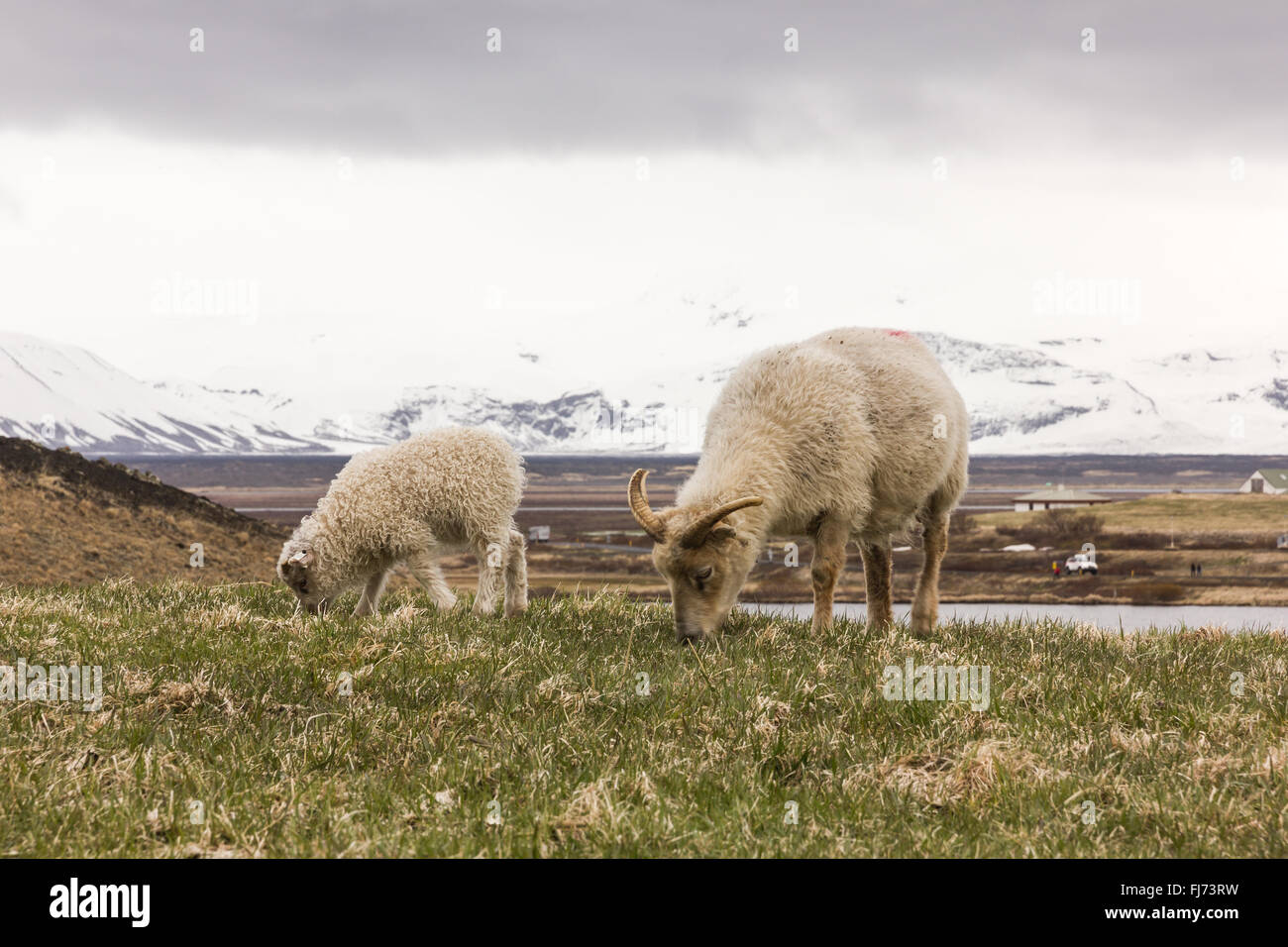 Bébé mange de l'herbe de chèvre et avec la montagne enneigée en arrière-plan Banque D'Images