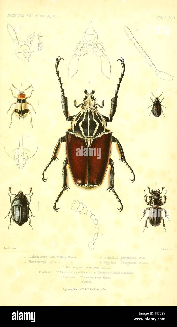 Une collection d'illustrations présentant de nouvelles et rares espèces ...