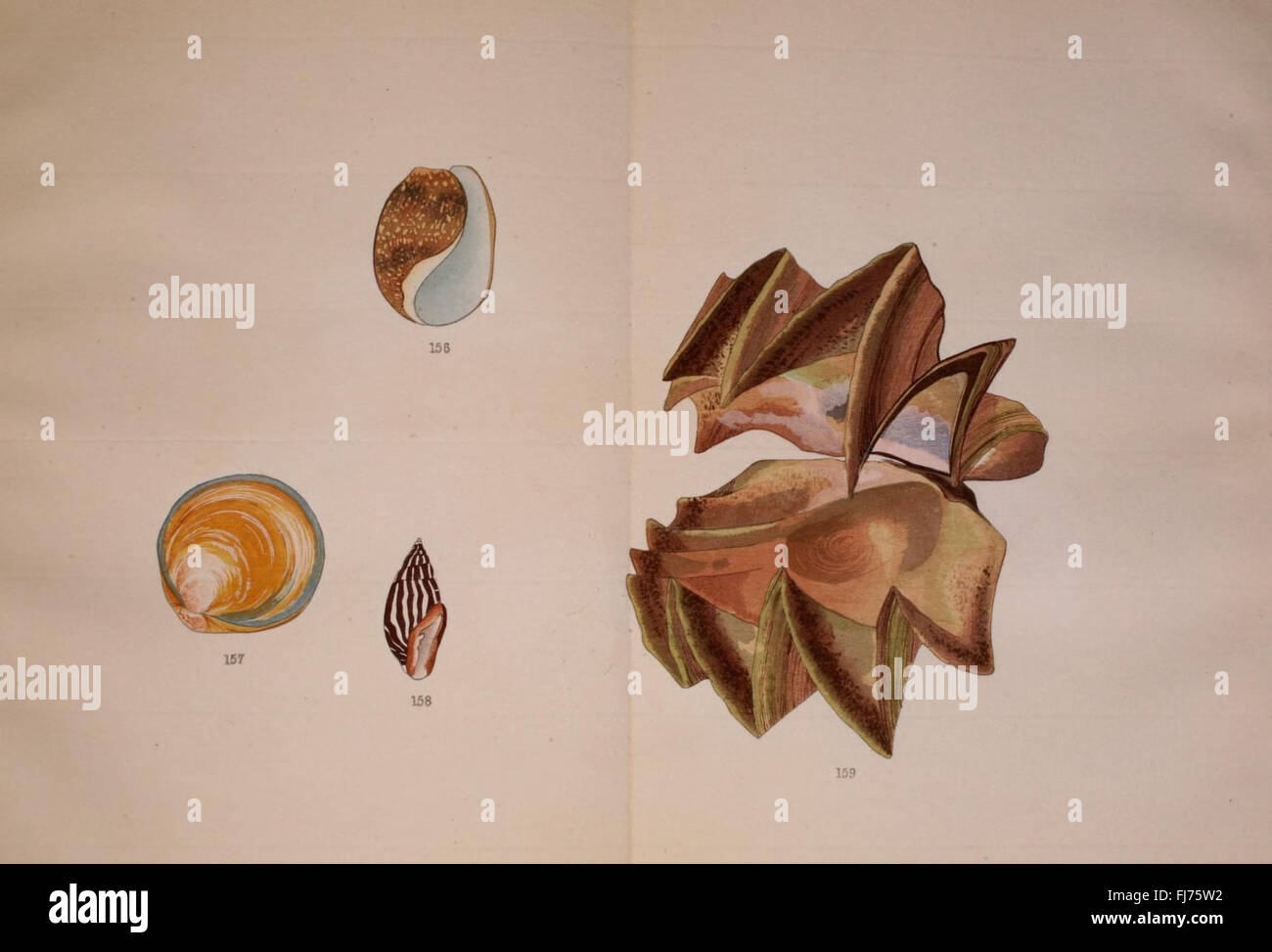 Planche illustrée sur les coquillages (mollusques d'eau douce) – 1950 - Décoration
