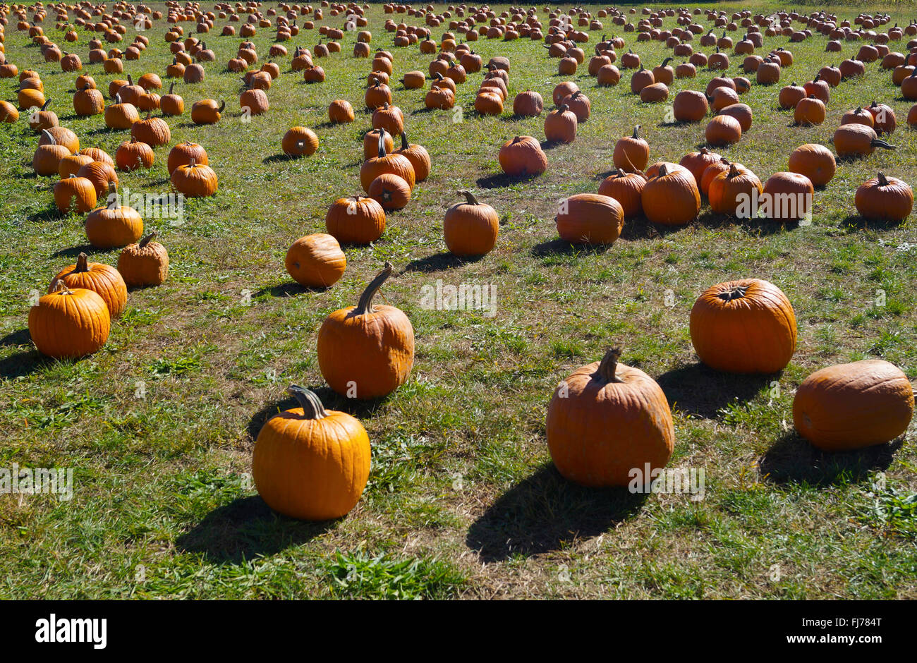 Ma Famille Et Moi Sommes Alles Faire La Cueillette Des Citrouilles A Long Island Pour L Anniversaire De Mon Cousin Photo Stock Alamy