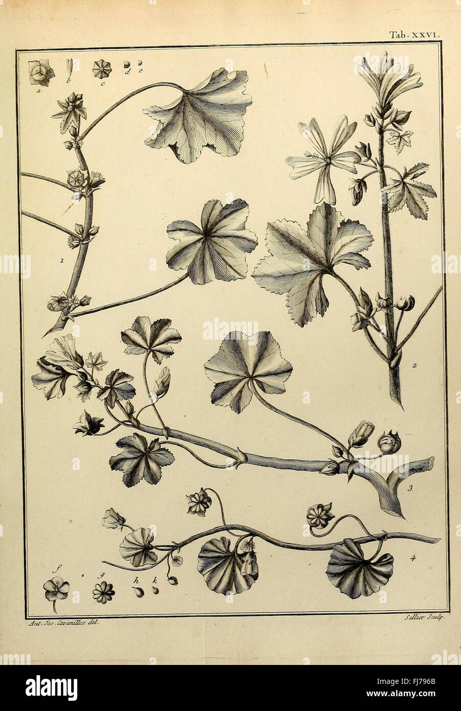 Monadelphiae classis dissertationes decem (Tab. XXVI) - Un travail sur la classe Monadelphia des plantes (angiospermes), en se concentrant sur leur classification Banque D'Images
