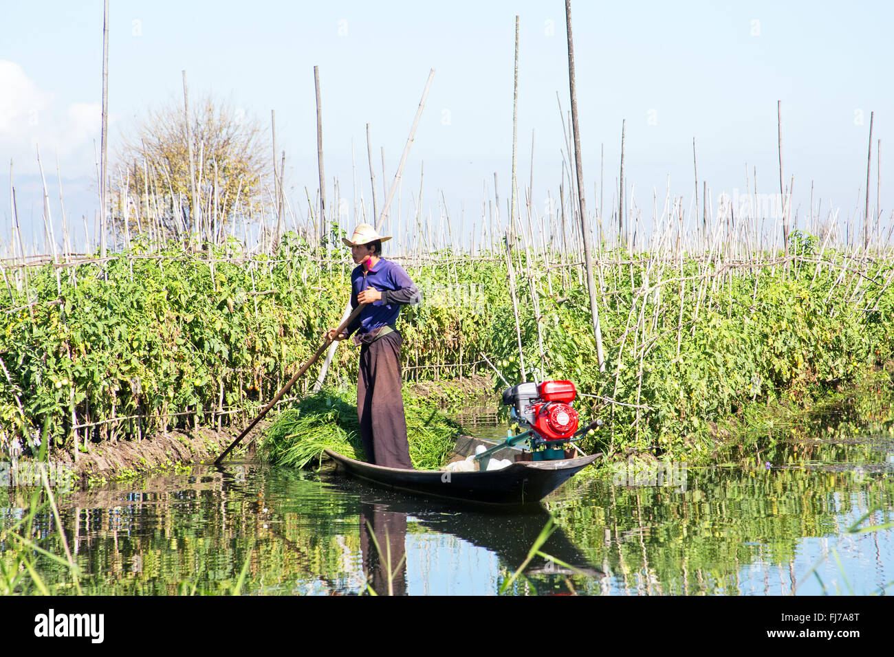 MYANMAR INLE,23-Novembre : ethnie Intha monorities les gens ramasser les tomates installation flottante est le mode de vie traditionnel le 23 novembre Banque D'Images