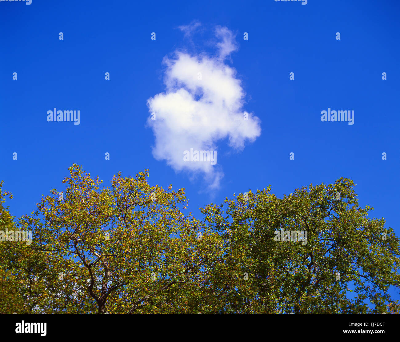 Petit, blanc, cumulus nuage, ciel bleu et les feuilles d'automne, Virginia Water, Surrey, Angleterre, Royaume-Uni Banque D'Images