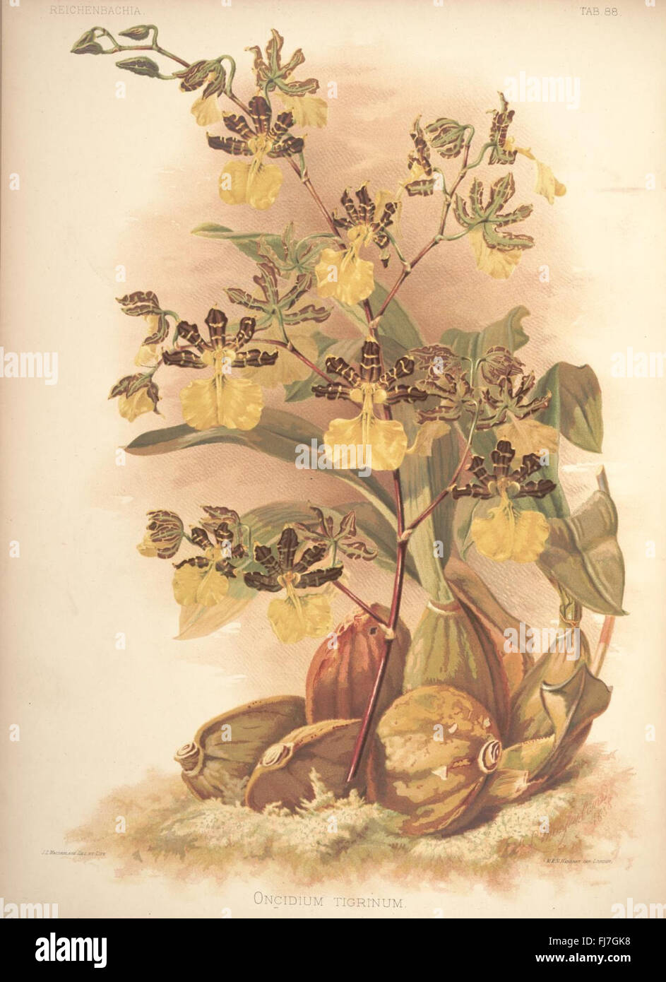 Reichenbachia, Missouri Botanical Garden, Peter H. Raven Library Orchidaceae Banque D'Images