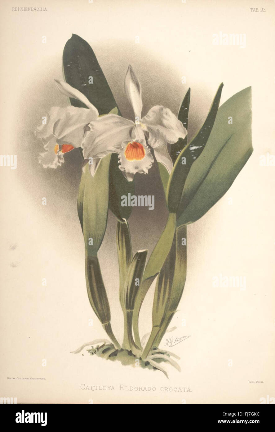 Reichenbachia, Missouri Botanical Garden, Peter H. Raven Library Orchidaceae Banque D'Images