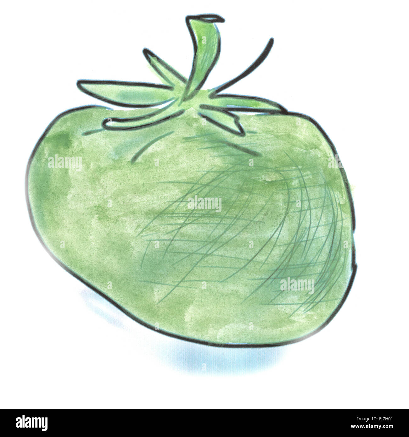 La Tomate verte aquarelle dessin fait main isolé Banque D'Images