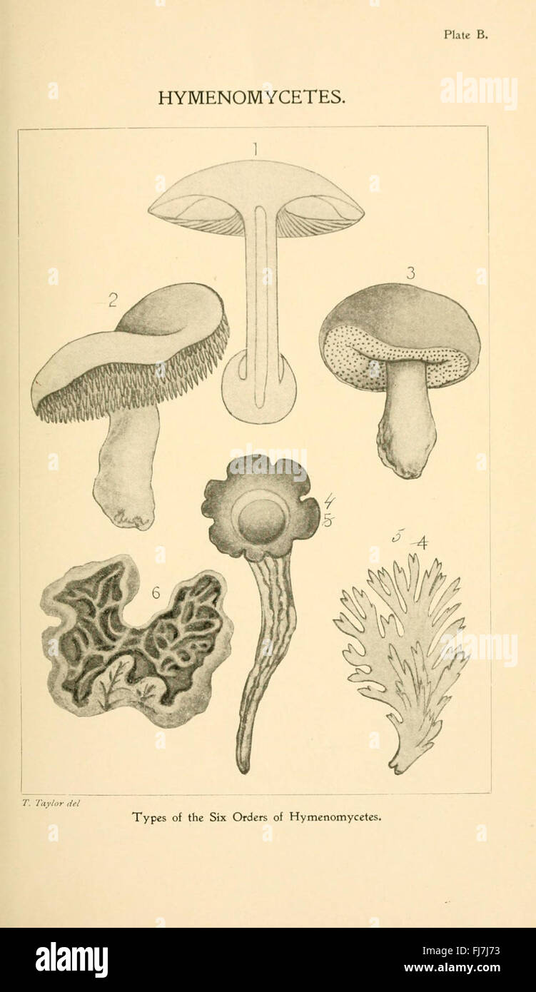 Un guide sur les champignons comestibles et vénénéneux trouvés en — free download