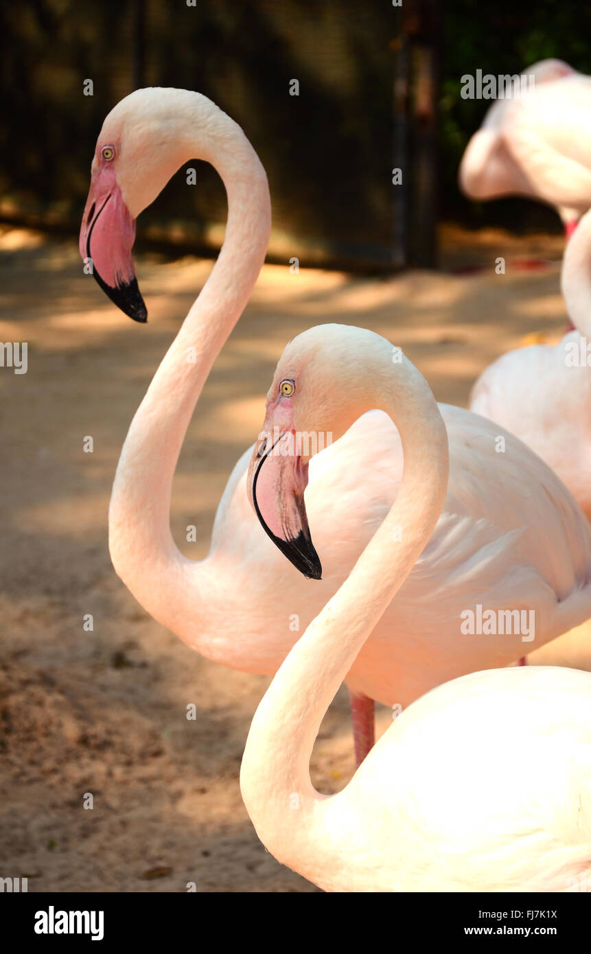 Flamant rose. Banque D'Images