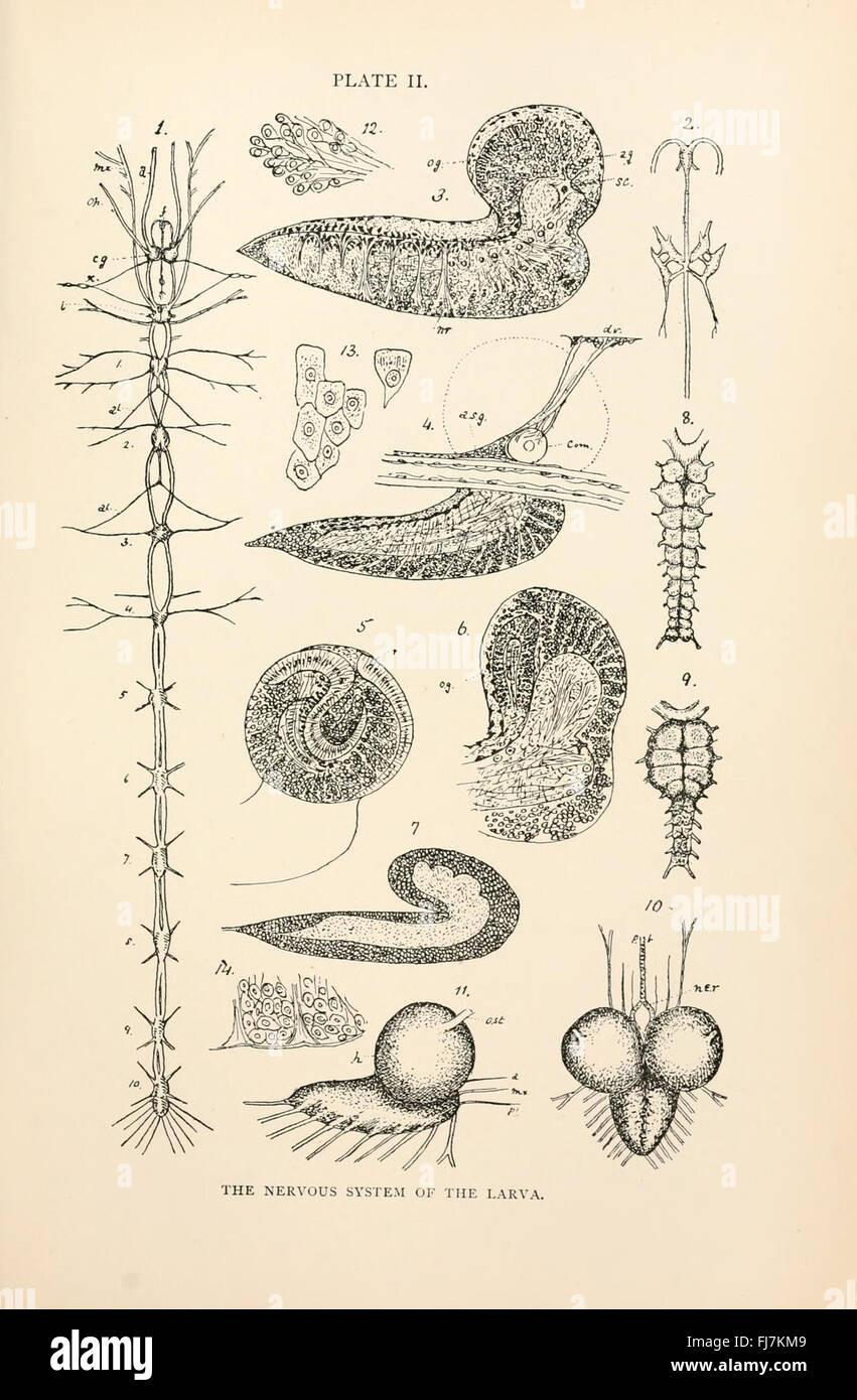 L'anatomie, la physiologie, la morphologie et le développement de la voler (Calliphora erythrocephala) (Planche II) Banque D'Images