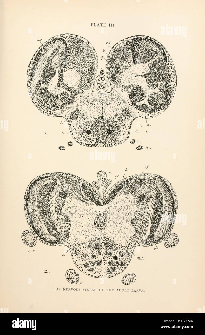 L'anatomie, la physiologie, la morphologie et le développement de la voler (Calliphora erythrocephala) (tableau III) Banque D'Images