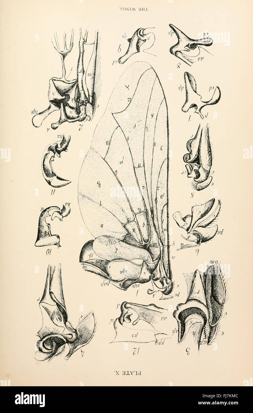 L'anatomie, la physiologie, la morphologie et le développement de la voler (Calliphora erythrocephala) Plaque (IX) Banque D'Images