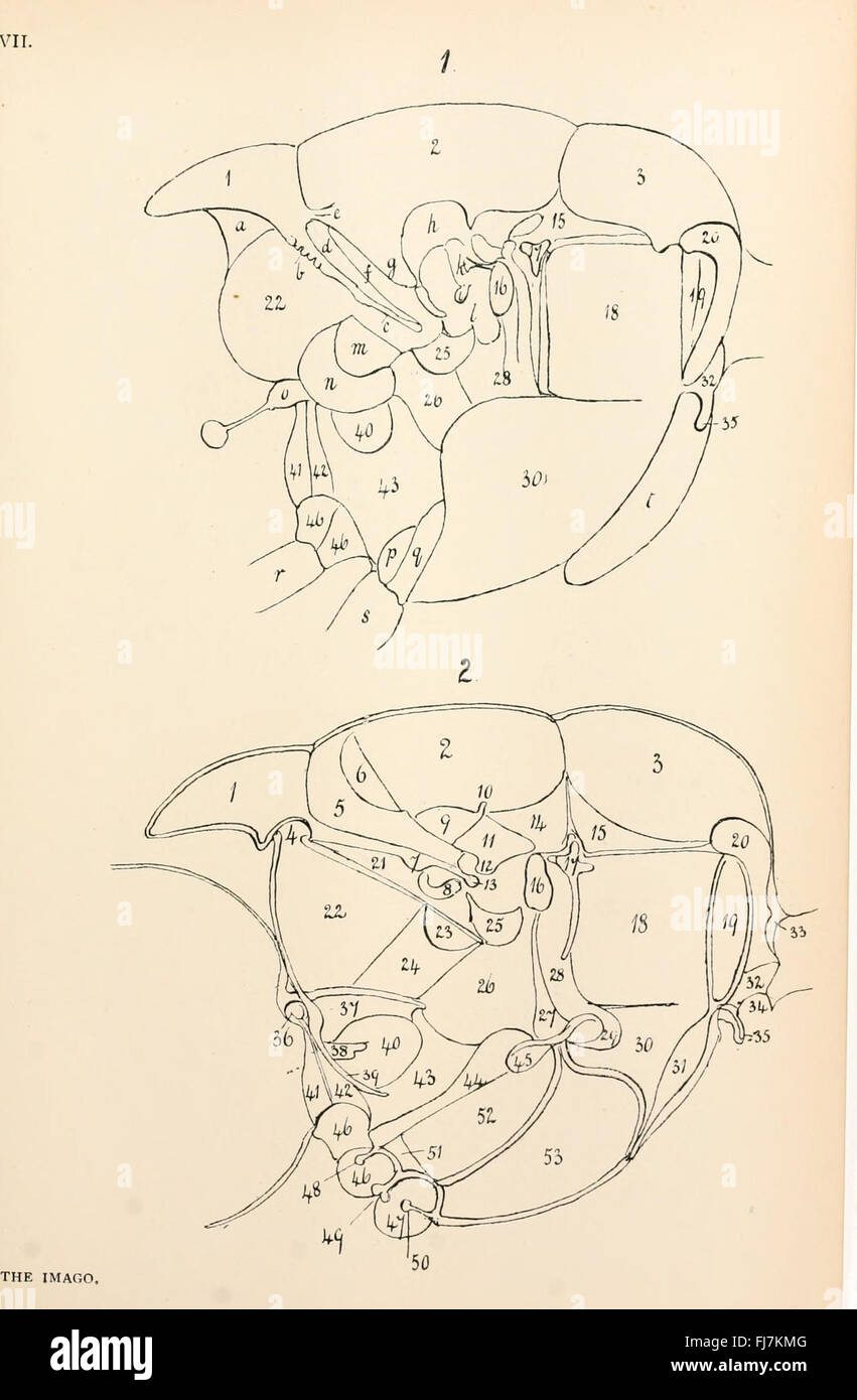 L'anatomie, la physiologie, la morphologie et le développement de la voler (Calliphora erythrocephala) Plaque (VII) Banque D'Images