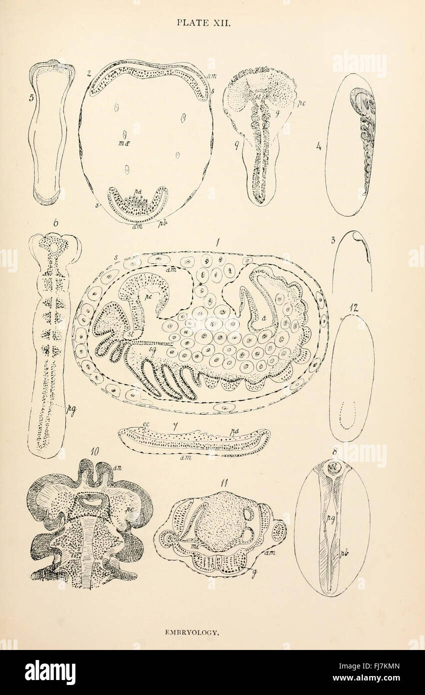 L'anatomie, la physiologie, la morphologie et le développement de la voler (Calliphora erythrocephala) Plaque (XII) Banque D'Images