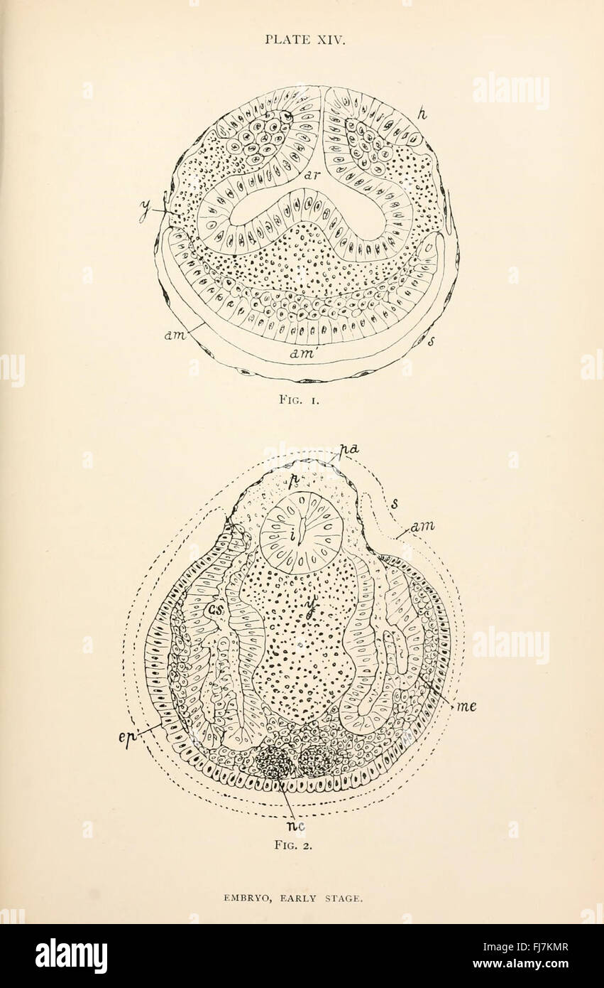 L'anatomie, la physiologie, la morphologie et le développement de la voler (Calliphora erythrocephala) Plaque (XIV) Banque D'Images