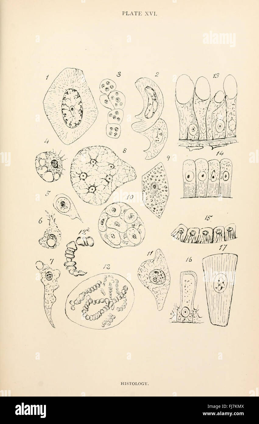 L'anatomie, la physiologie, la morphologie et le développement de la voler (Calliphora erythrocephala) Plaque (XVI) Banque D'Images