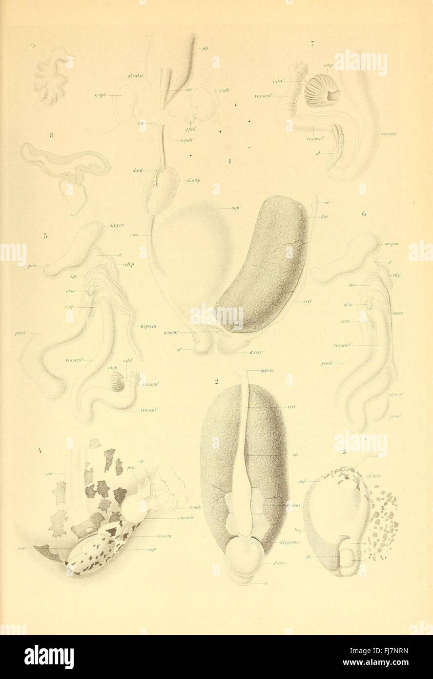 Une illustration et une étude des céphalopodes, une classe de mollusques qui comprend des poulpes, des calmars et des seiches, mettant en évidence leurs caractéristiques uniques. Banque D'Images