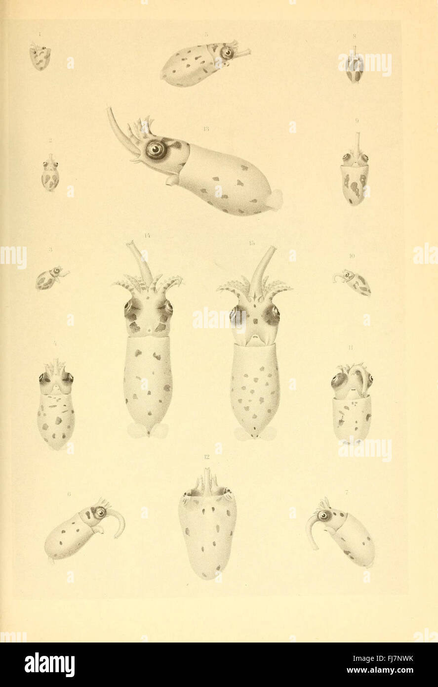 Les céphalopodes (planche XXVIII) - Une étude scientifique axée sur la classe des céphalopodes d'animaux marins, mettant en valeur des espèces telles que les calmars, les poulpes et les seiches à travers des illustrations détaillées. Banque D'Images