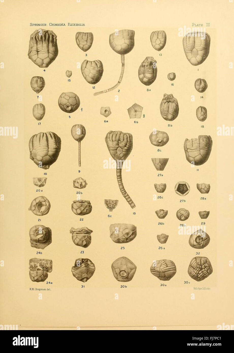 Les flexibilia Crinoidea Banque D'Images