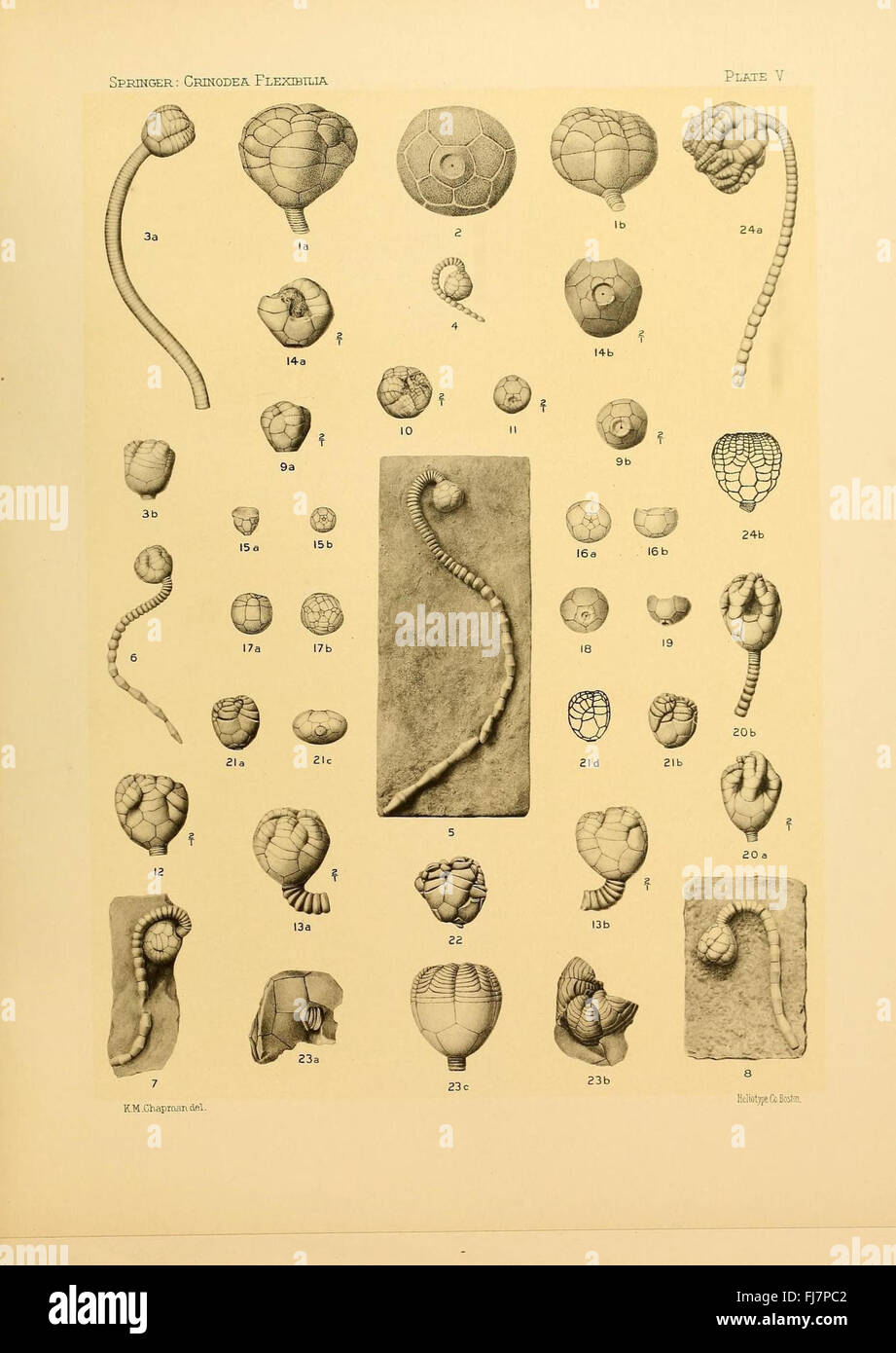 Une étude des crinoïdes flexibles, centrée sur les archives fossiles et leurs caractéristiques au sein de l'écosystème marin Banque D'Images