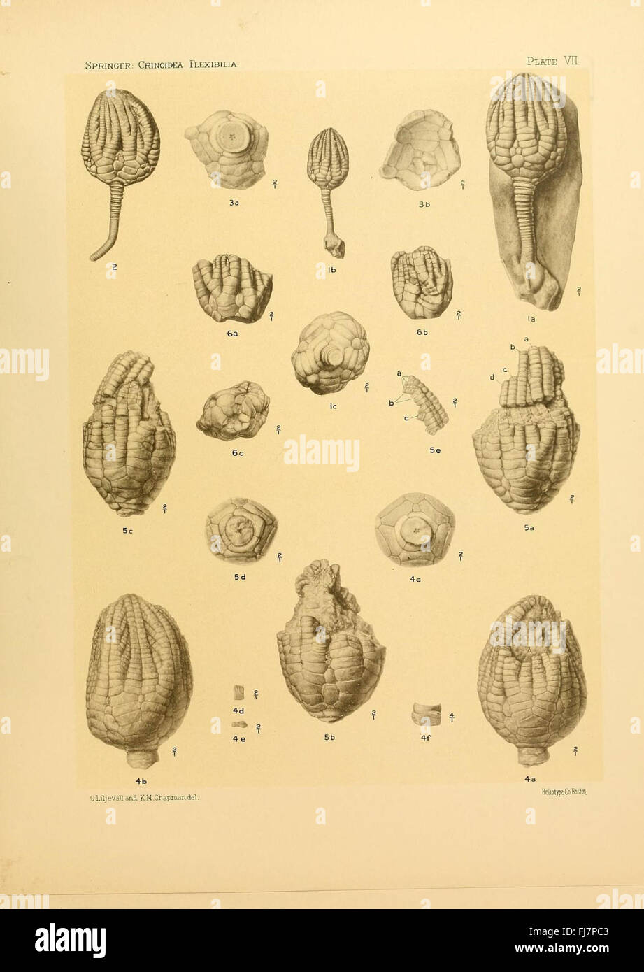 Crinoidea flexibilia, Crinoidea, Fossil, Harvard University, MCZ, bibliothèque Ernst Mayr Banque D'Images