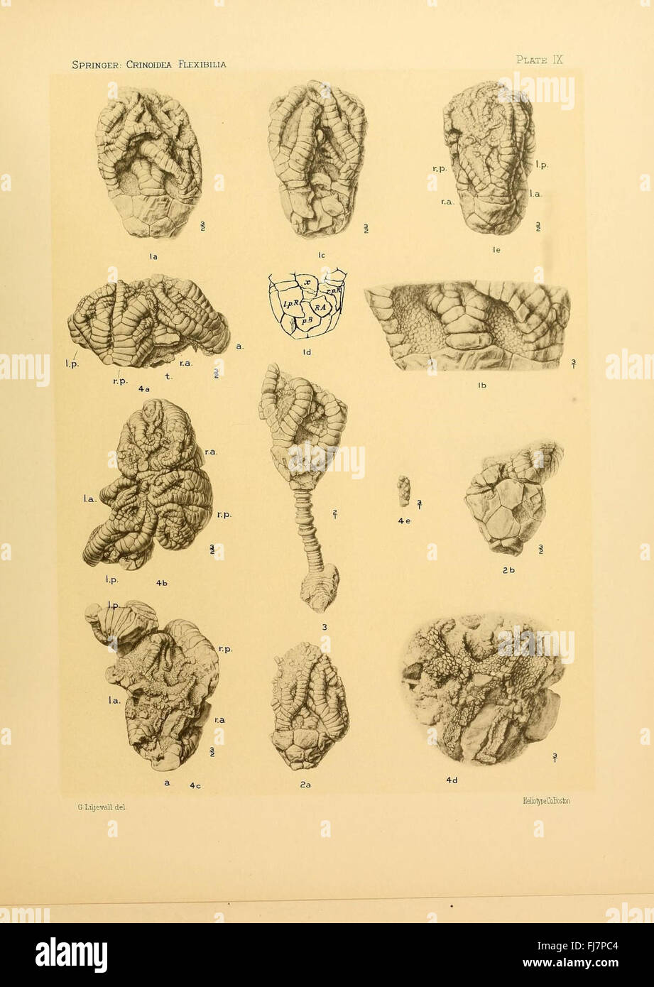 Étude paléontologique sur les crinoïdes flexibles, documentant leur morphologie, leur classification et leur enregistrement fossile. Banque D'Images