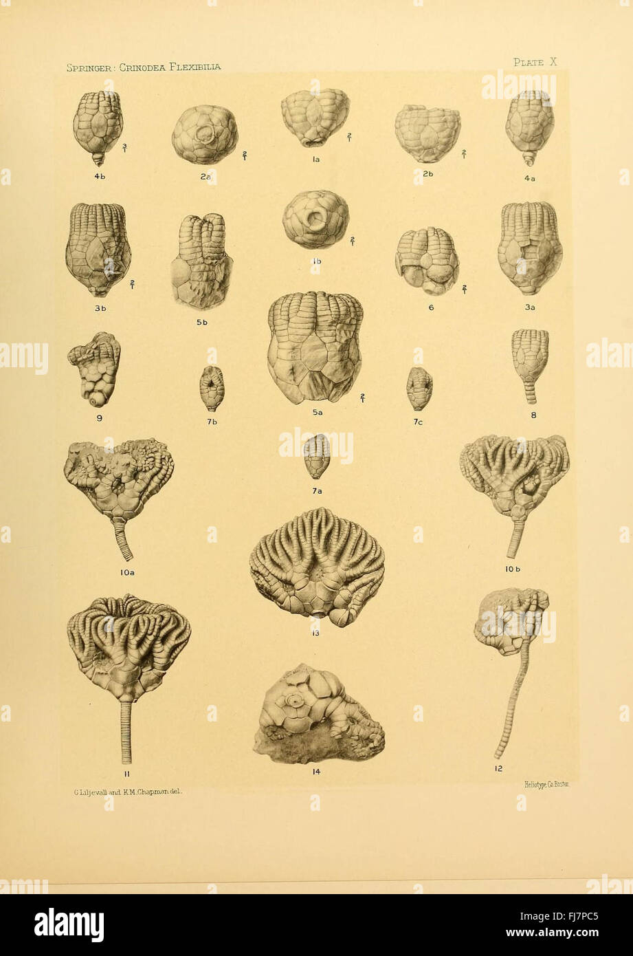 Les flexibilia Crinoidea Banque D'Images