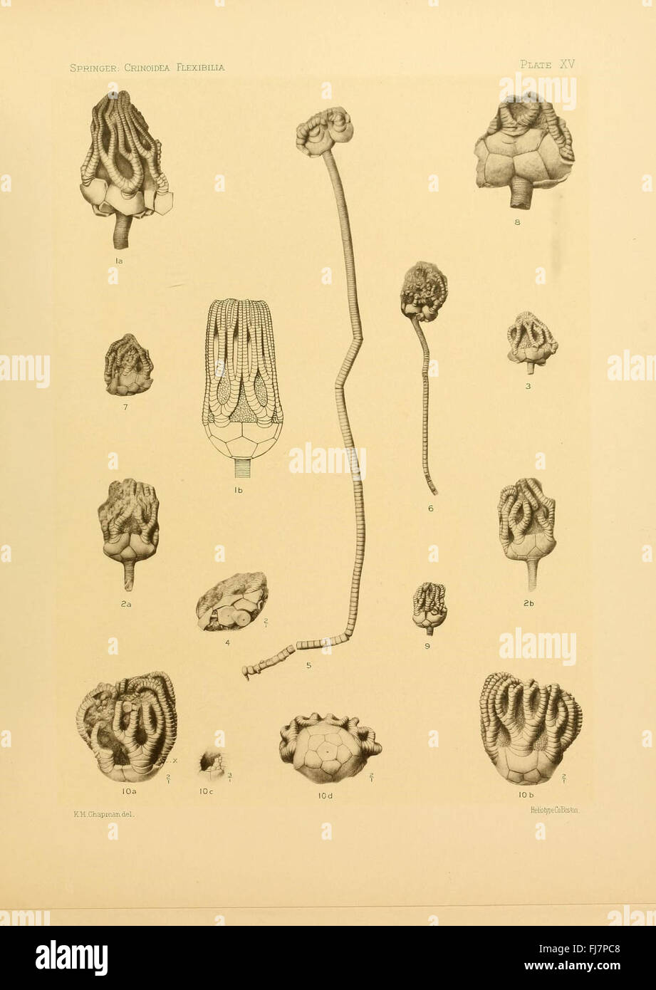 Le Crinoidea Flexibilia - étude des crinoïdes flexibles Banque D'Images