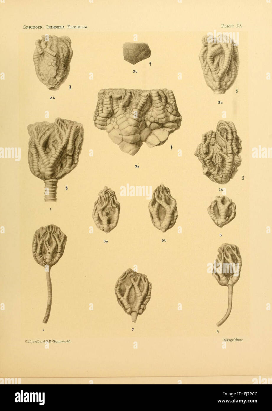 Le Crinoidea flexibilia, une étude des espèces de crinoïdes flexibles, fait partie d'un travail plus vaste sur les échinodermes fossiles, axé sur la morphologie et la classification des crinoïdes. Banque D'Images
