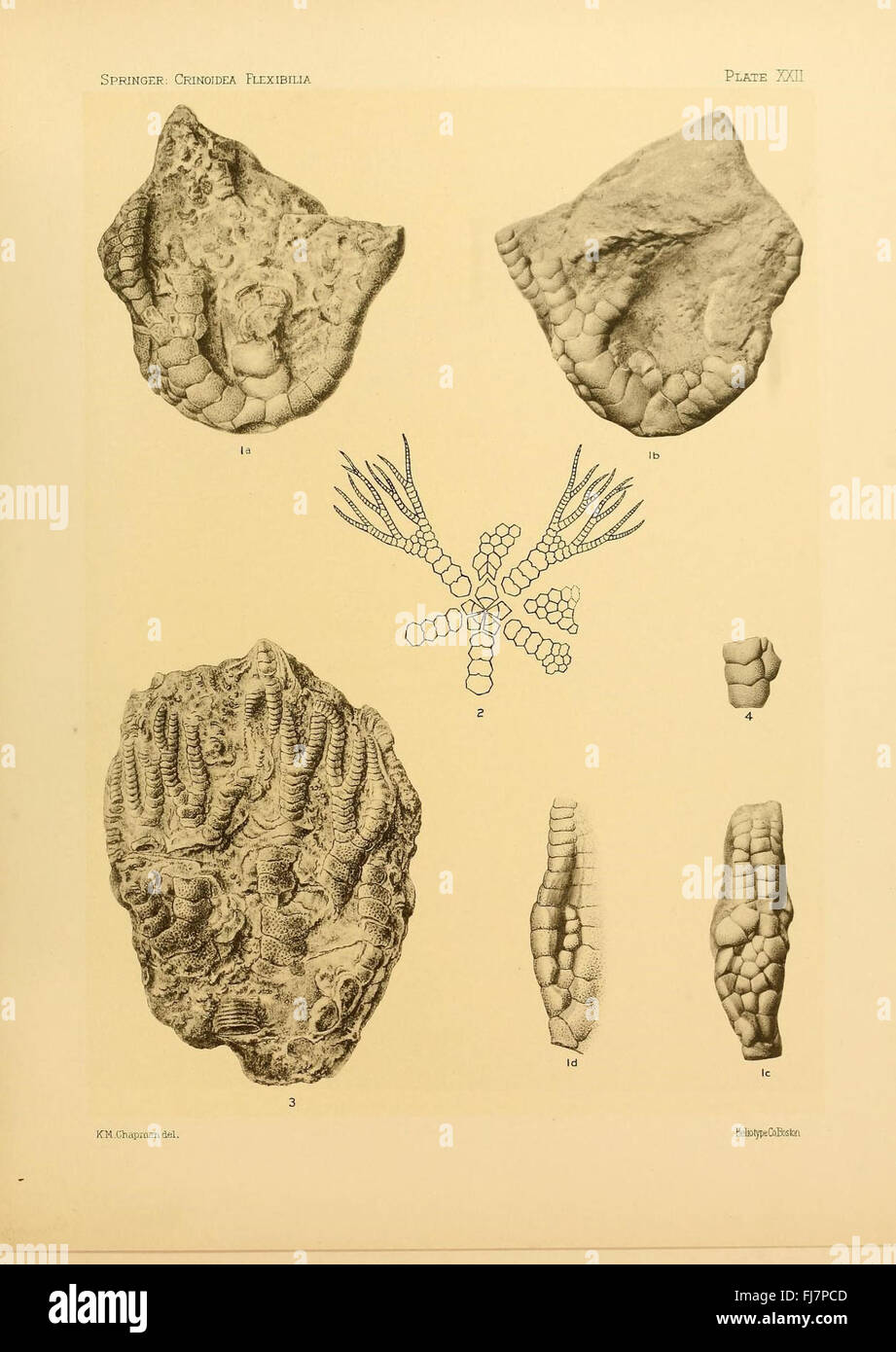Une étude paléontologique sur les crinoïdes flexibles fossilisés, détaillant leur signification évolutive. Banque D'Images