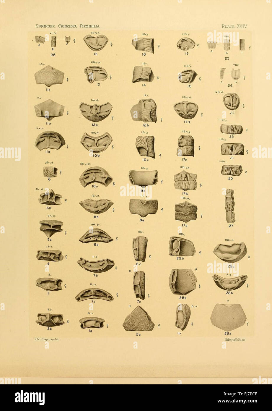 Une étude des espèces de crinoïdes fossilisées, Crinoidea flexibilia, explorant ses caractéristiques, sa classification et son rôle dans les écosystèmes marins anciens. Banque D'Images