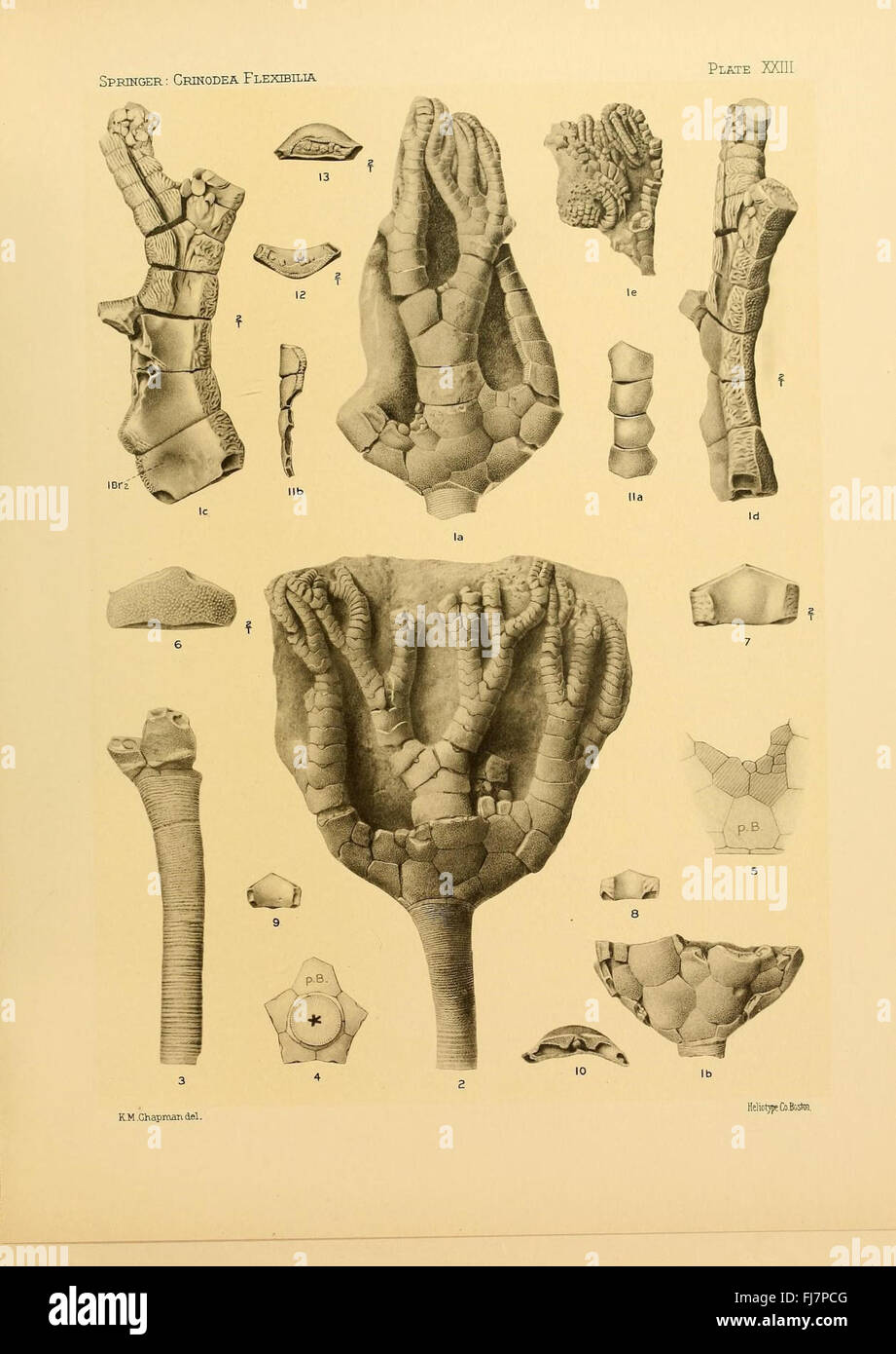 Etude paléontologique des crinoïdes flexibles fossilisés, détaillant leur classification et leur morphologie. Banque D'Images
