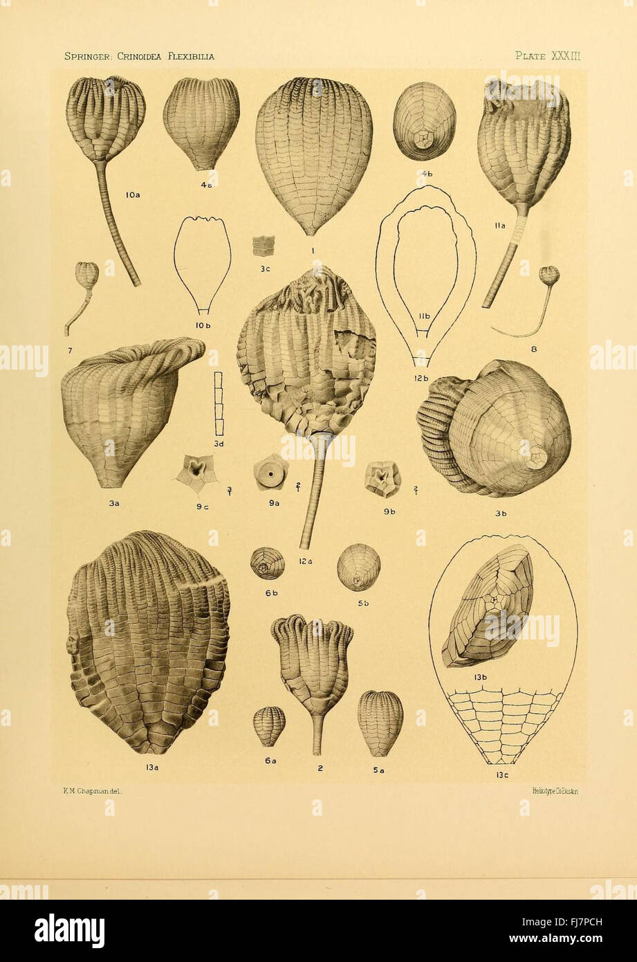 Une étude paléontologique sur les crinoïdes flexibles (espèces fossiles), analysant leur anatomie et leurs traits évolutifs dans des contextes historiques. Banque D'Images