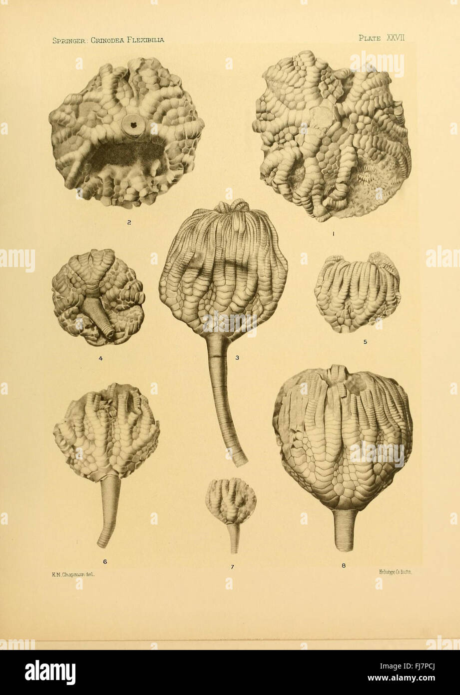 Une étude sur les crinoïdes flexibles, une classe d’échinodermes, explorant leurs archives fossiles et leur classification, tenue à MCZ de l’Université Harvard et à la bibliothèque Ernst Mayr. Banque D'Images