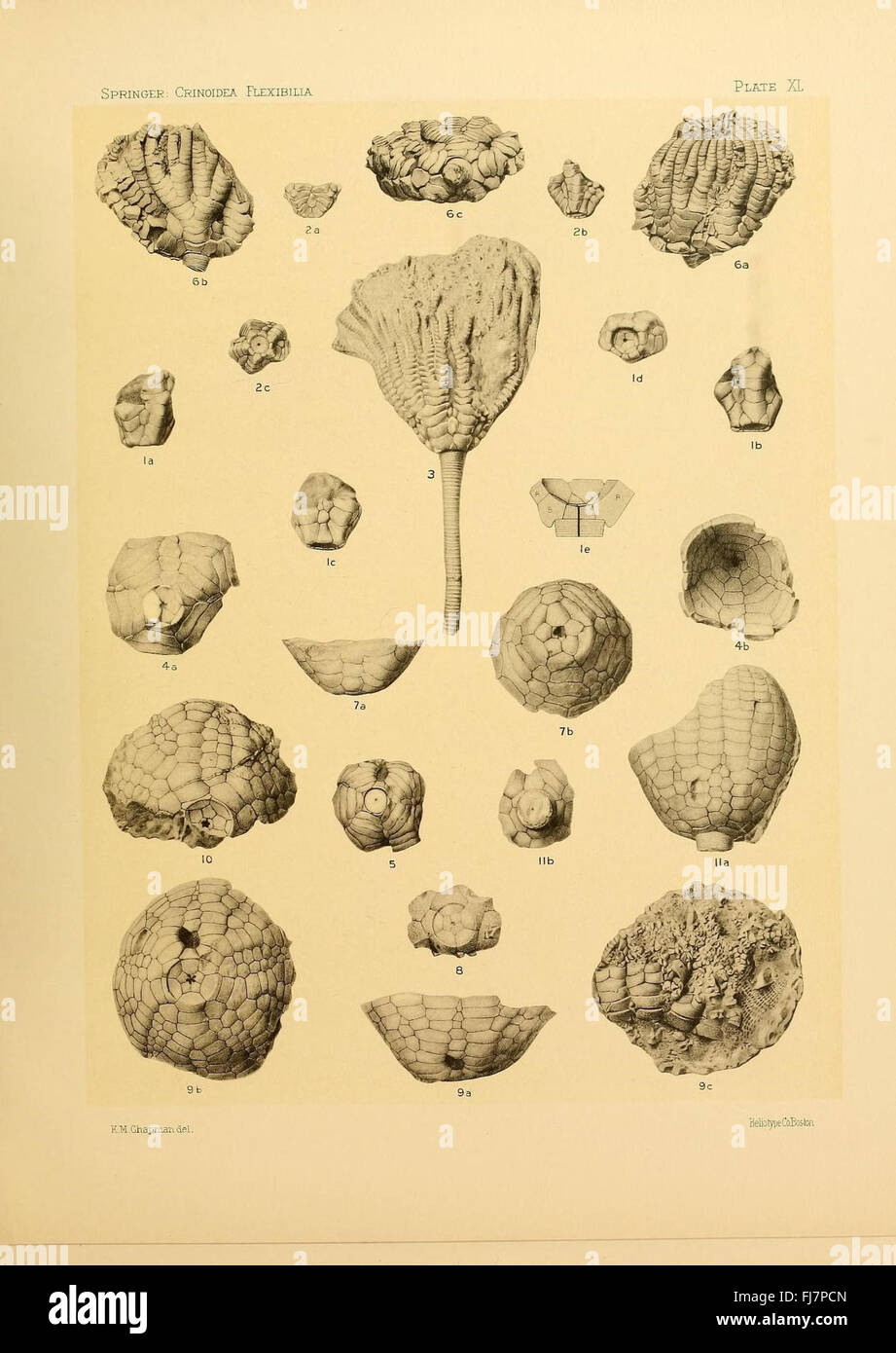 Une étude des crinoïdes flexibles, centrée sur les archives fossiles et l'histoire évolutive de cette classe marine. Banque D'Images