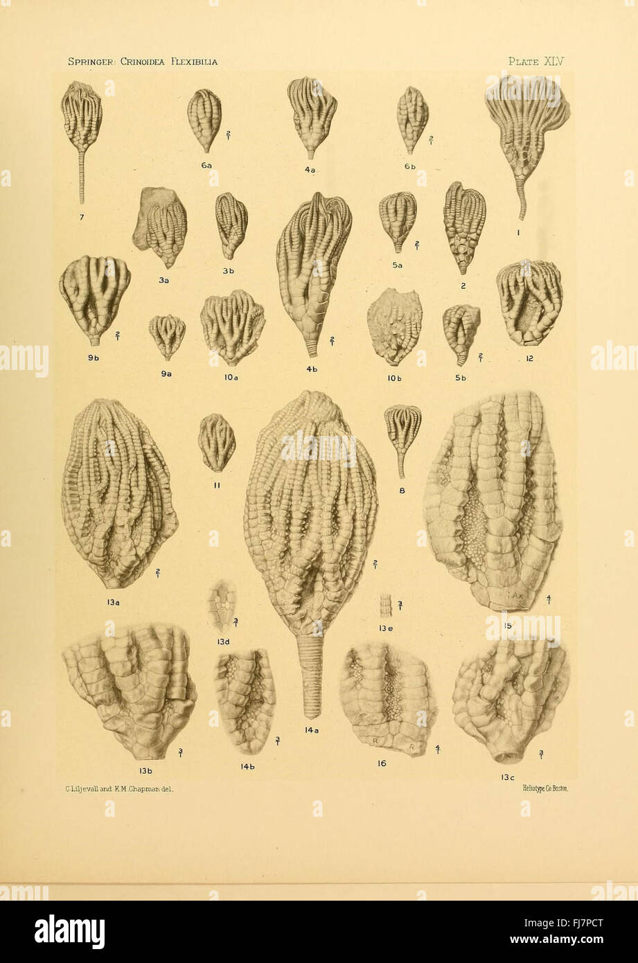 Les flexibilia Crinoidea Banque D'Images
