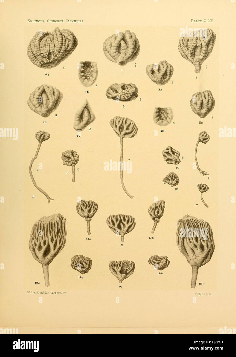 Une étude sur le Crinoidea flexible, un type d'organisme marin issu des fossiles, se concentrant sur leur signification paléontologique et leurs traits évolutifs. Banque D'Images