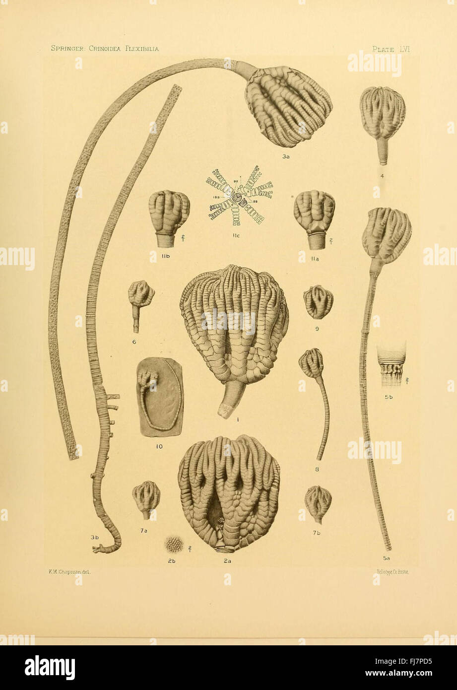 Les flexibilia Crinoidea Banque D'Images