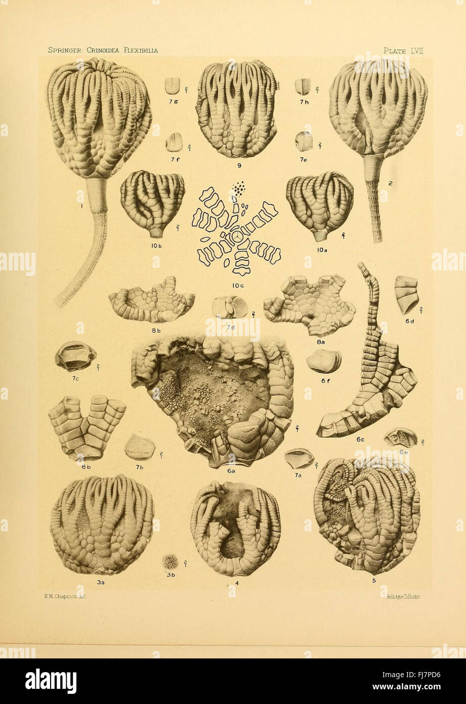 Les flexibilia Crinoidea Banque D'Images