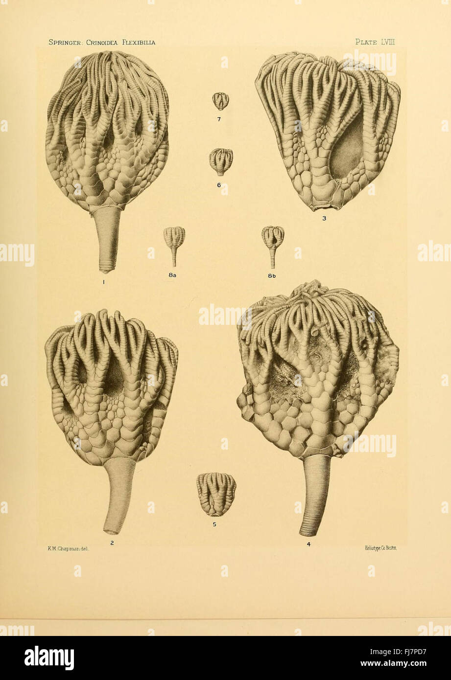 Les flexibilia Crinoidea Banque D'Images