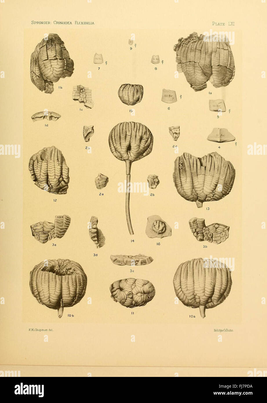 Une étude paléontologique sur les crinoïdes flexibles fossilisés, détaillant leur signification évolutive. Banque D'Images